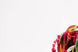 Magenta Amaranthus Flowers  image 7