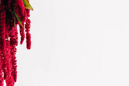 Magenta Amaranthus Flowers  image 9