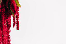 Magenta Amaranthus Flowers  image 2