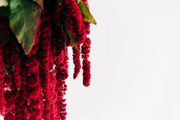 Magenta Amaranthus Flowers  image 5