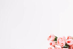 Pink Carnation Flowers  image 2