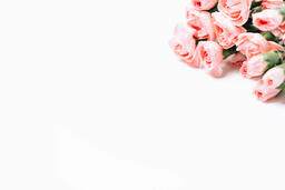 Pink Carnation Flowers  image 3