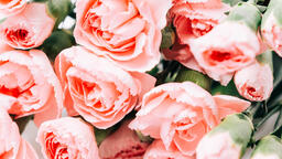 Pink Carnation Flowers  image 5