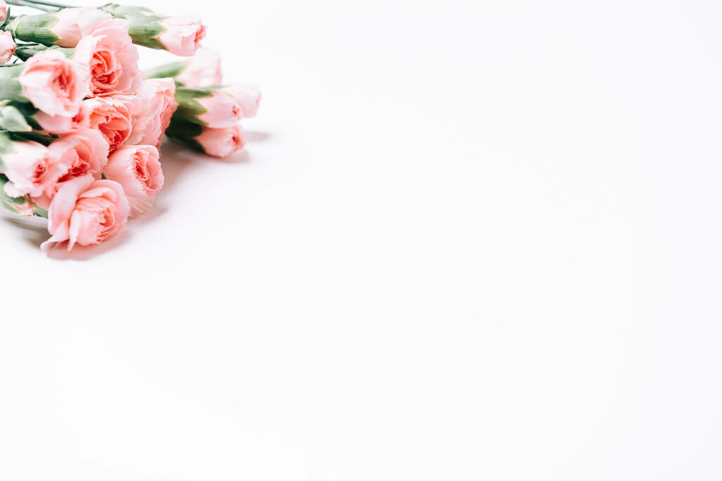 Pink Carnation Flowers large preview