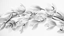 Black and White Flowers  image 15