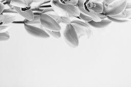 Black and White Flowers  image 10