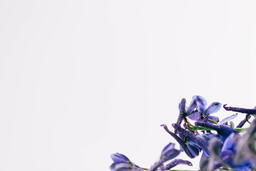 Purple Flowers  image 4
