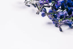 Purple Flowers  image 3