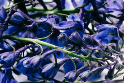 Purple Flowers  image 6