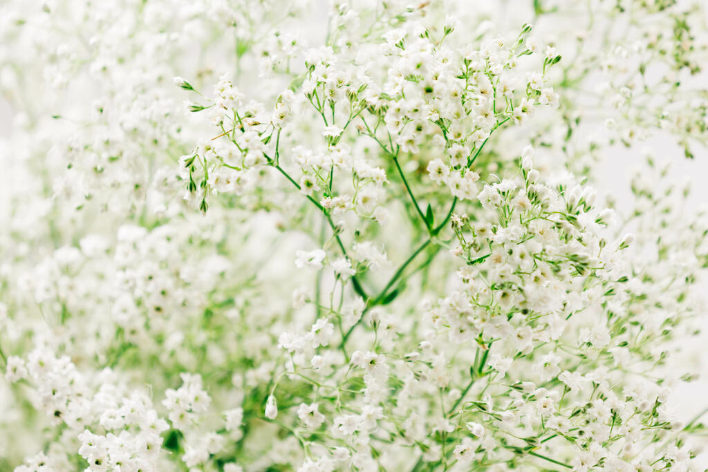 Baby's Breath large preview