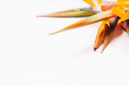 Bird of Paradise  image 1