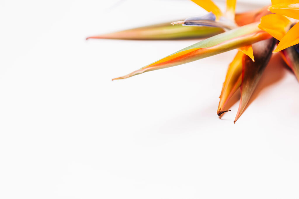 Bird of Paradise large preview