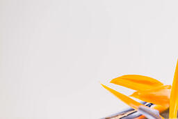 Bird of Paradise  image 3