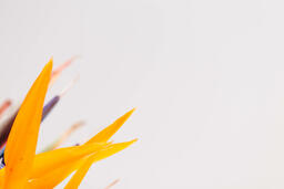 Bird of Paradise  image 4