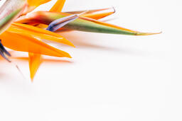 Bird of Paradise  image 2