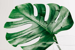 Monstera Leaf  image 9