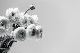 Black and White Ranunculus  image 5