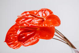 Red Anthurium Flowers  image 1