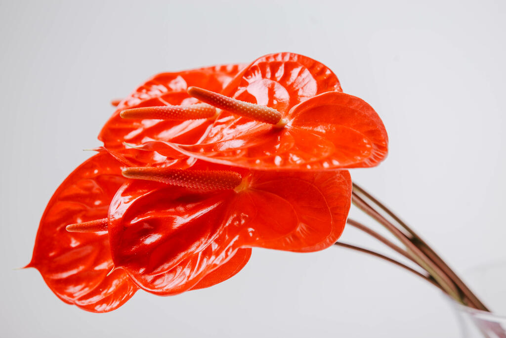 Red Anthurium Flowers large preview