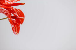 Red Anthurium Flowers  image 3