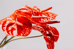 Red Anthurium Flowers  image 9