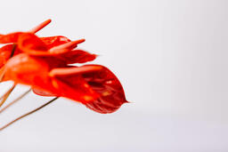 Red Anthurium Flowers  image 2