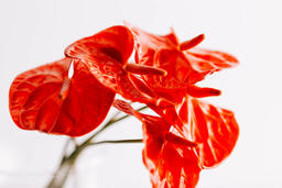 Red Anthurium Flowers  image 7