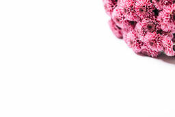 Purple Pom Flowers  image 1