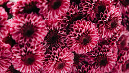 Purple Pom Flowers  image 2