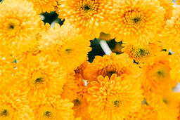 Yellow Pom Flowers  image 4