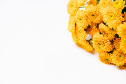 Yellow Pom Flowers  image 1
