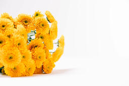 Yellow Pom Flowers  image 6