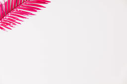 Hot Pink Palm Leaf  image 3