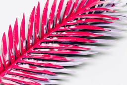 Hot Pink and Purple Palm Leaves  image 2