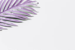 Purple Palm Leaf  image 3