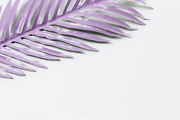 Purple Palm Leaf  image 1