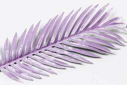 Purple Palm Leaf  image 2