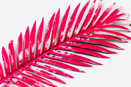 Hot Pink Palm Leaf  image 1