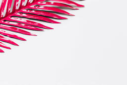 Hot Pink Palm Leaf  image 2