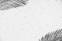 Black and White Palm Leaves with Pattern  image 1