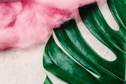 Monstera Leaf and Pink Texture  image 1