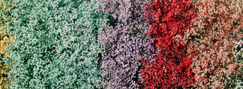 Multi-Colored Baby's Breath large preview