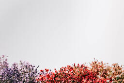 Multi-Colored Baby's Breath  image 1