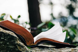 Open Bible on a Rock in Nature  image 4