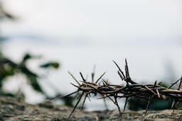 The Crown of Thorns on a Rock in Nature  image 7