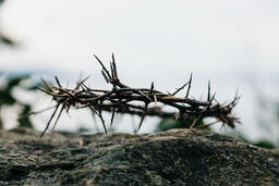 The Crown of Thorns on a Rock in Nature  image 2