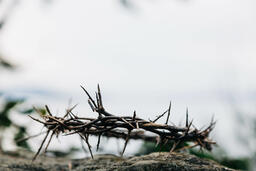 The Crown of Thorns on a Rock in Nature  image 4