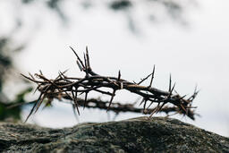 The Crown of Thorns on a Rock in Nature  image 6