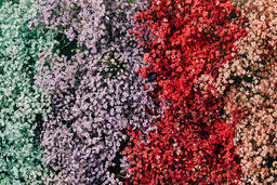 Multi-Colored Baby's Breath  image 4