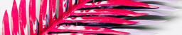 Hot Pink and Purple Palm Leaves  image 7